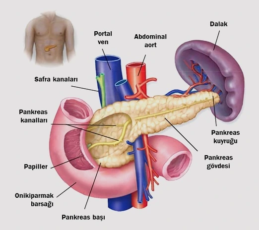 Pankreas Kanseri ve Hepatopankreatobiliyer (HPB) Cerrahi